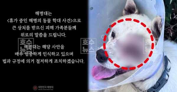 반려견 비비탄 뉴스