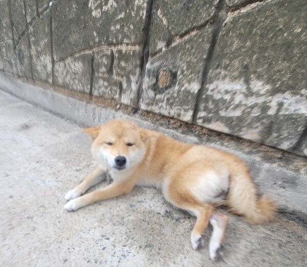 호수뉴스 이미지